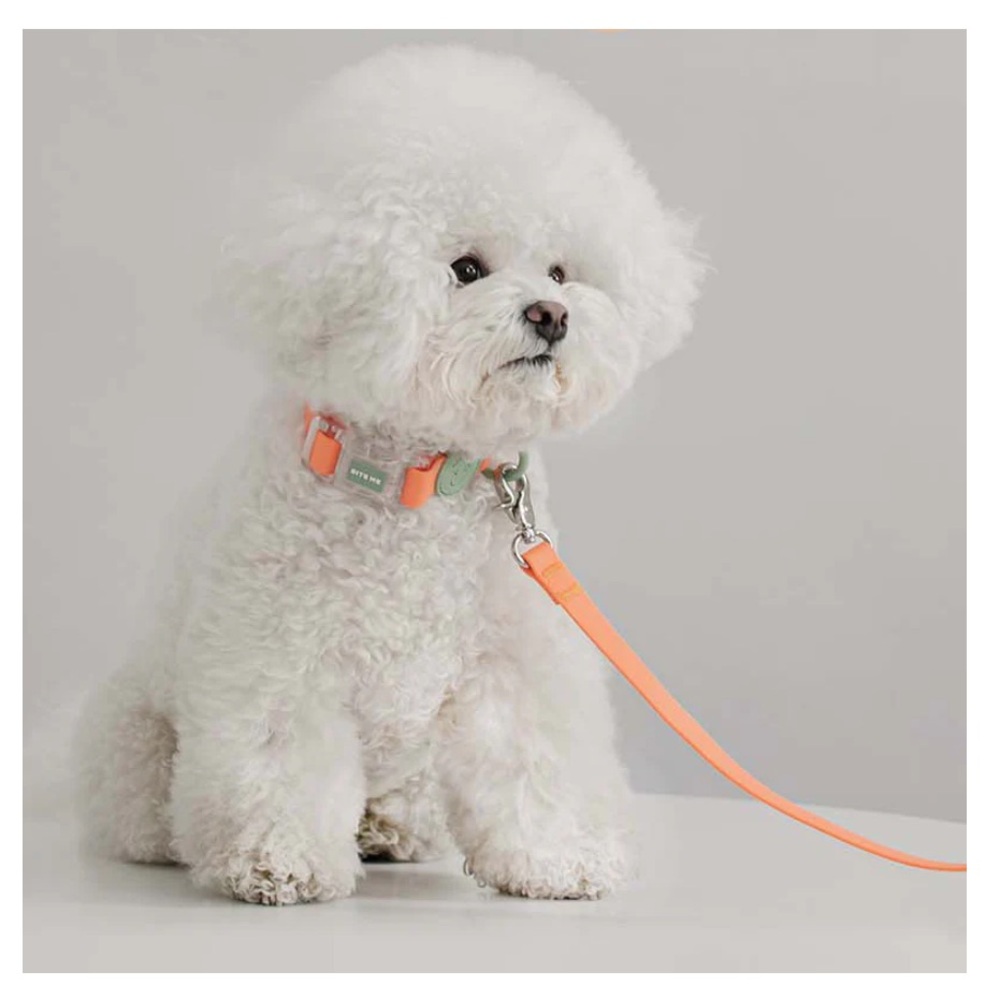 Small dog collar